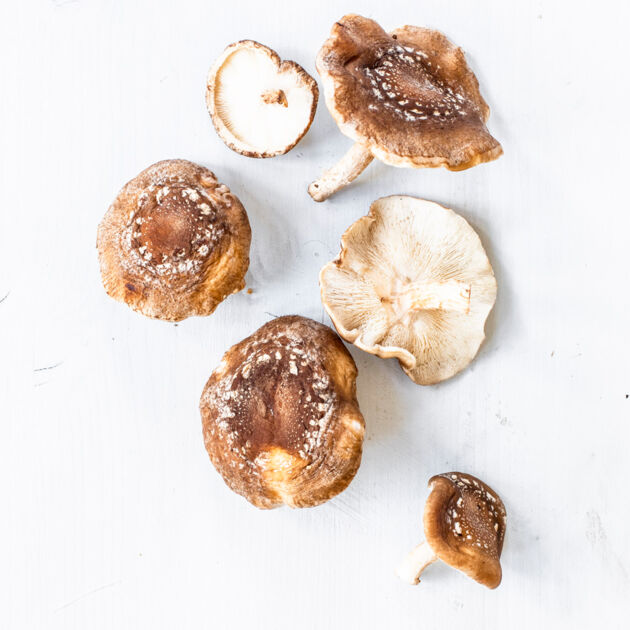 Shiitake Pilze K cheng tter Shiitake Pilze K cheng tter